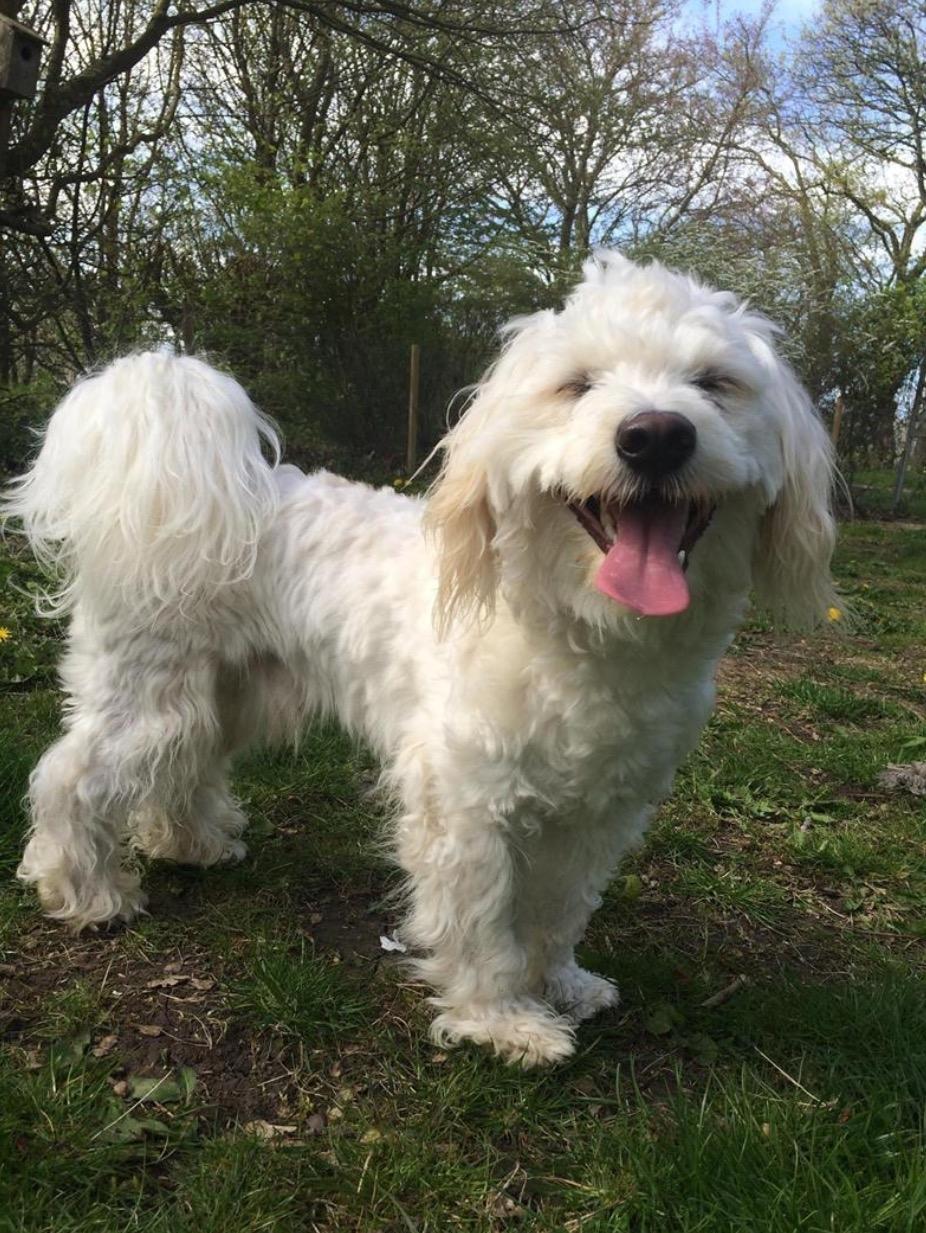 Blanding af racer Carlo - Smil :-D billede 8