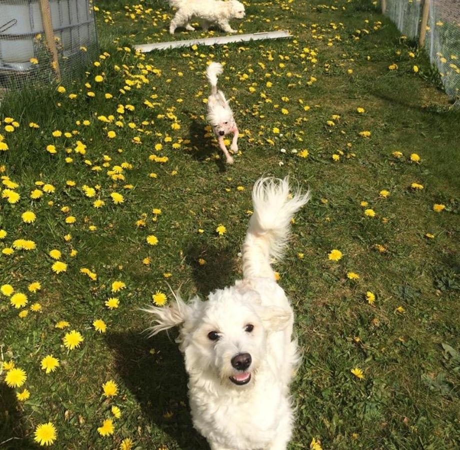 Blanding af racer Carlo billede 9