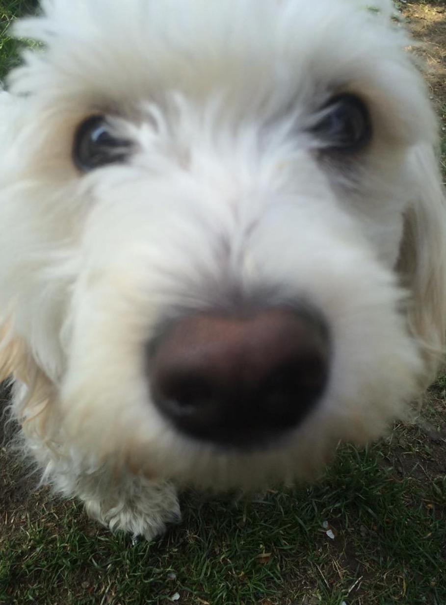 Blanding af racer Carlo billede 11