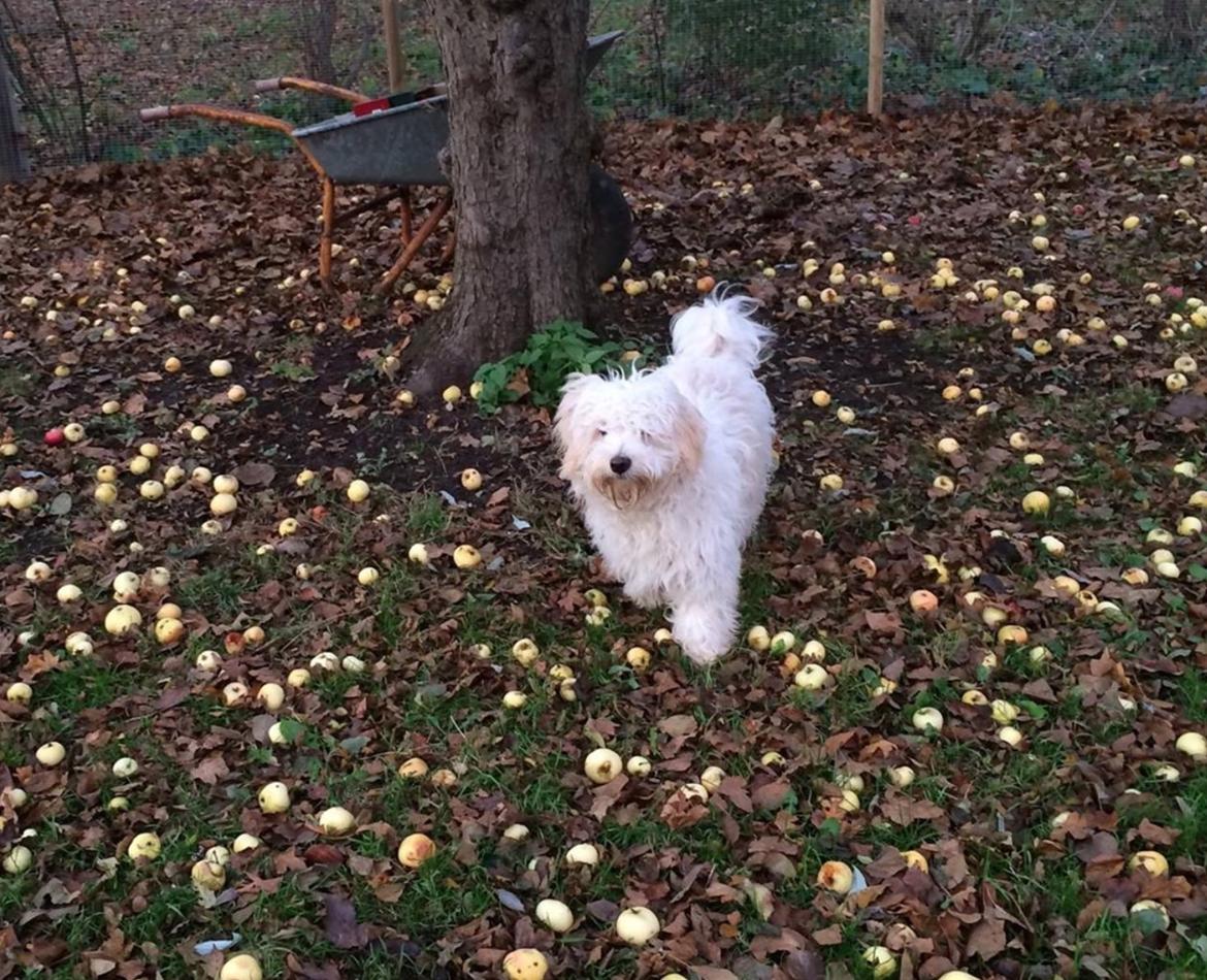 Blanding af racer Carlo - Carlo's vinter frisure  billede 15