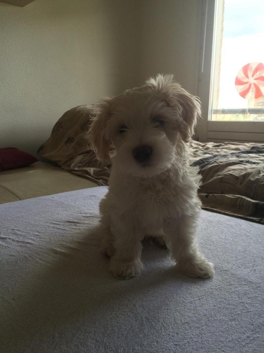 Blanding af racer Carlo - Carlo 8 uger  billede 19