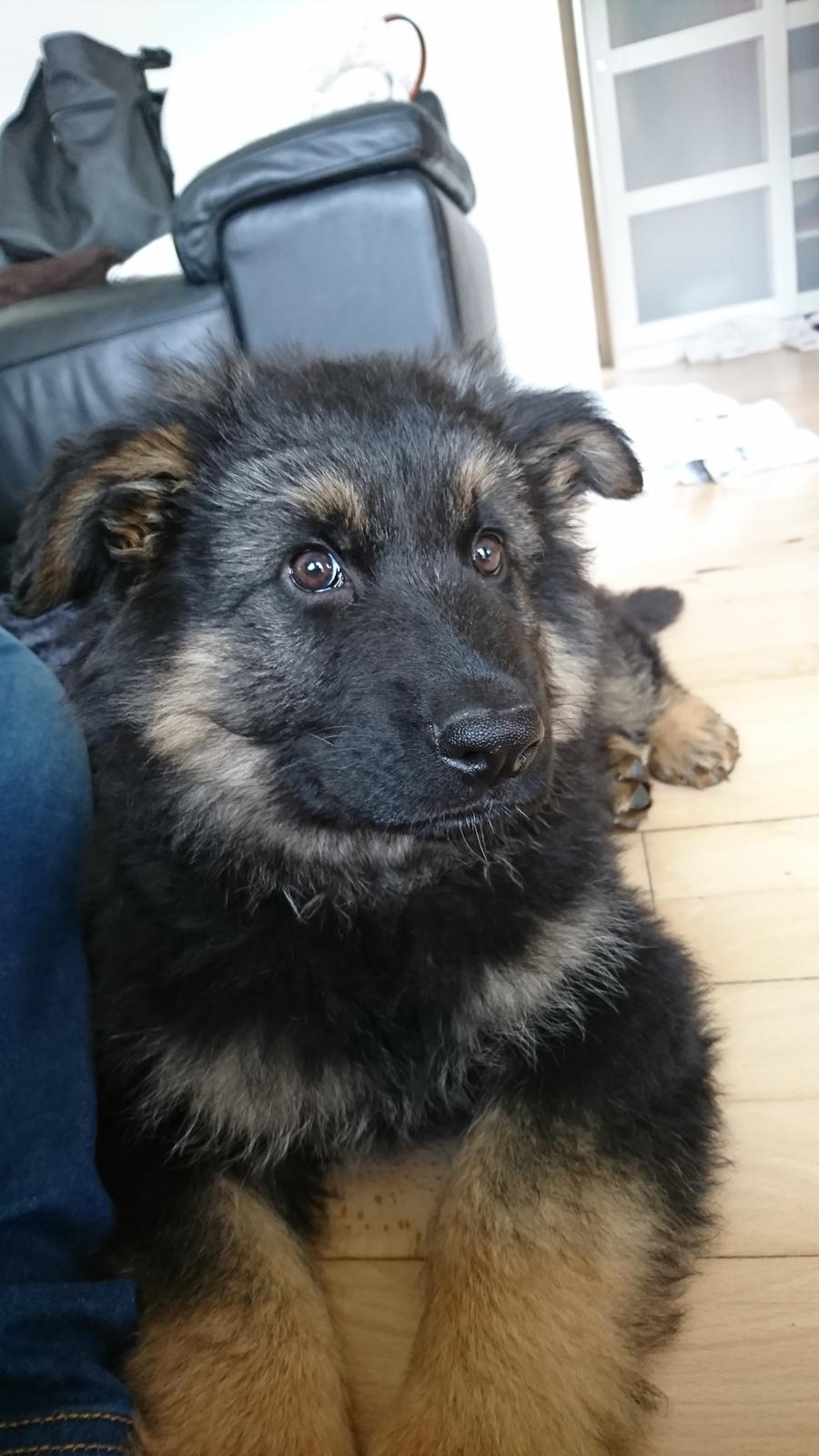 Schæferhund Benji  billede 1