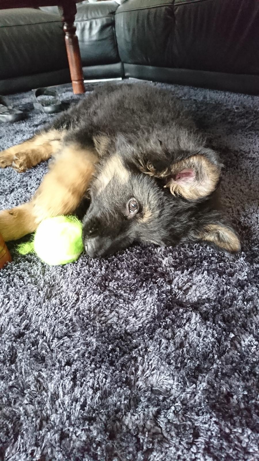 Schæferhund Benji  billede 2