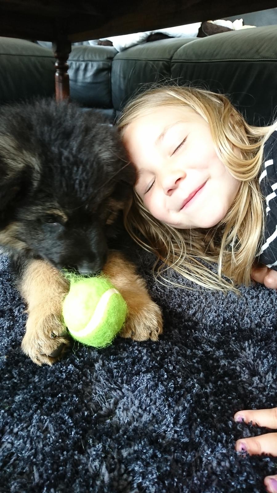 Schæferhund Benji  billede 3