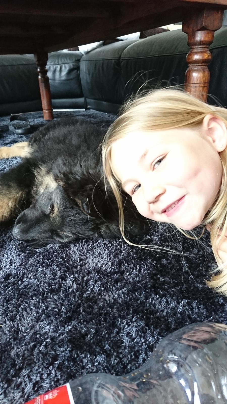 Schæferhund Benji  billede 4