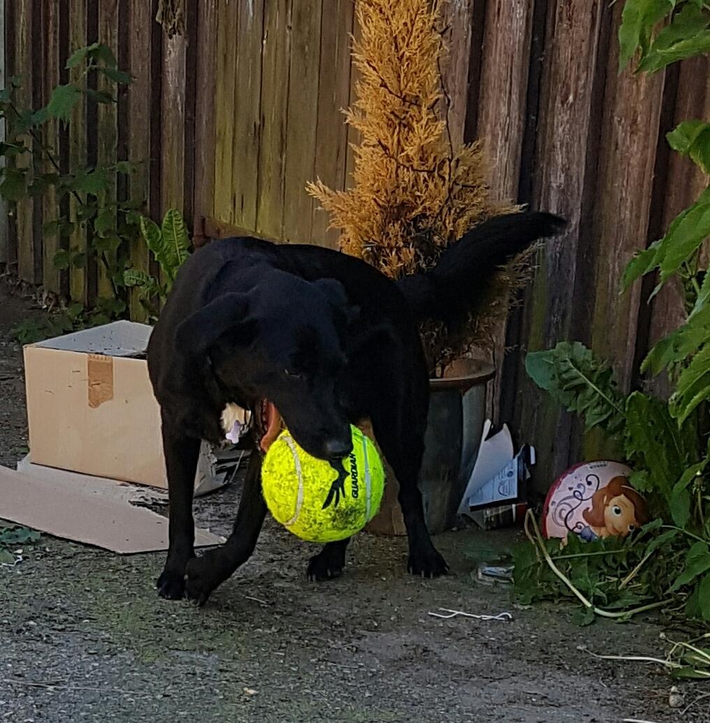 Blanding af racer Malou billede 4