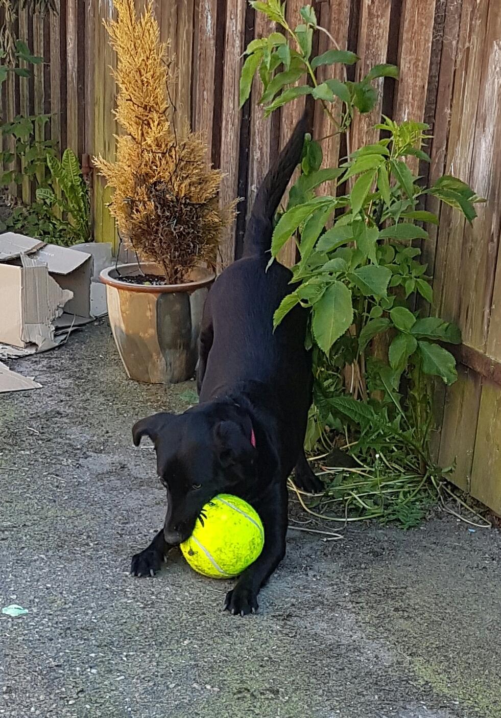 Blanding af racer Malou billede 3