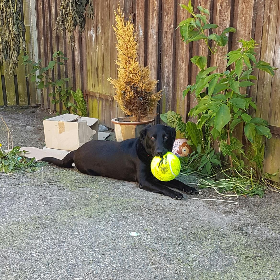 Blanding af racer Malou billede 6