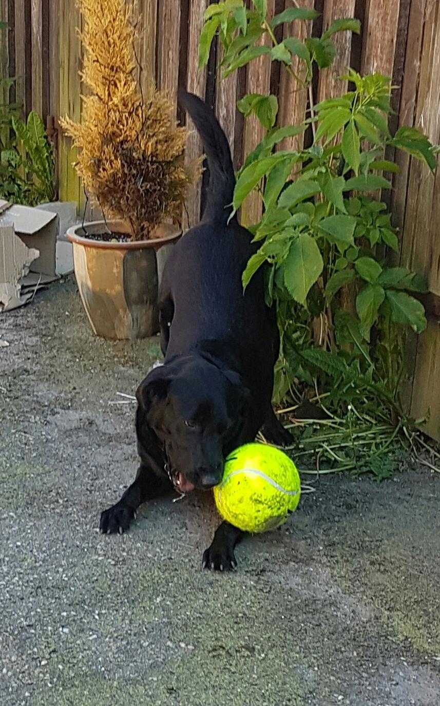 Blanding af racer Malou billede 7