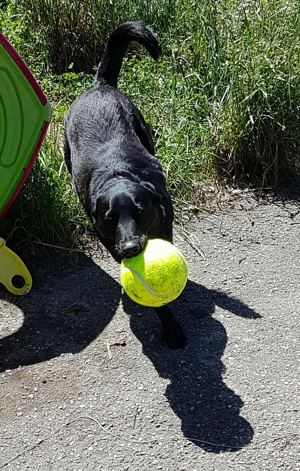 Blanding af racer Malou billede 1