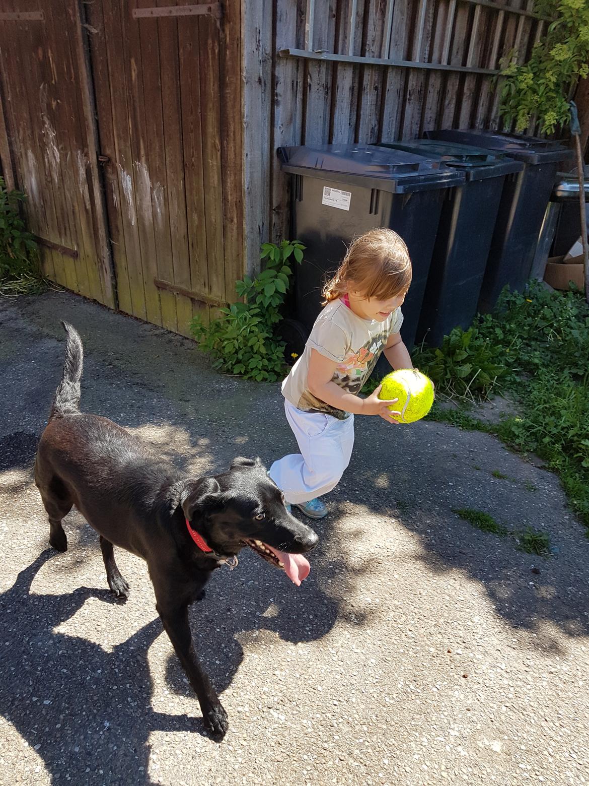 Blanding af racer Malou billede 5