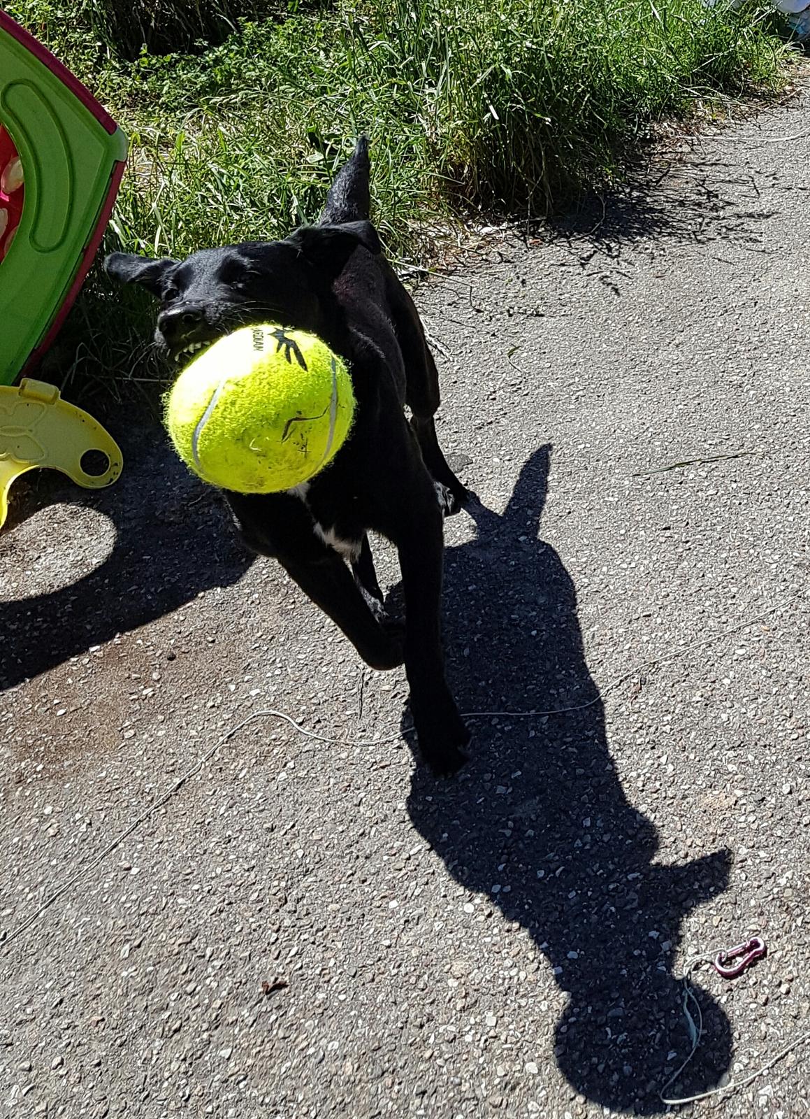 Blanding af racer Malou billede 8