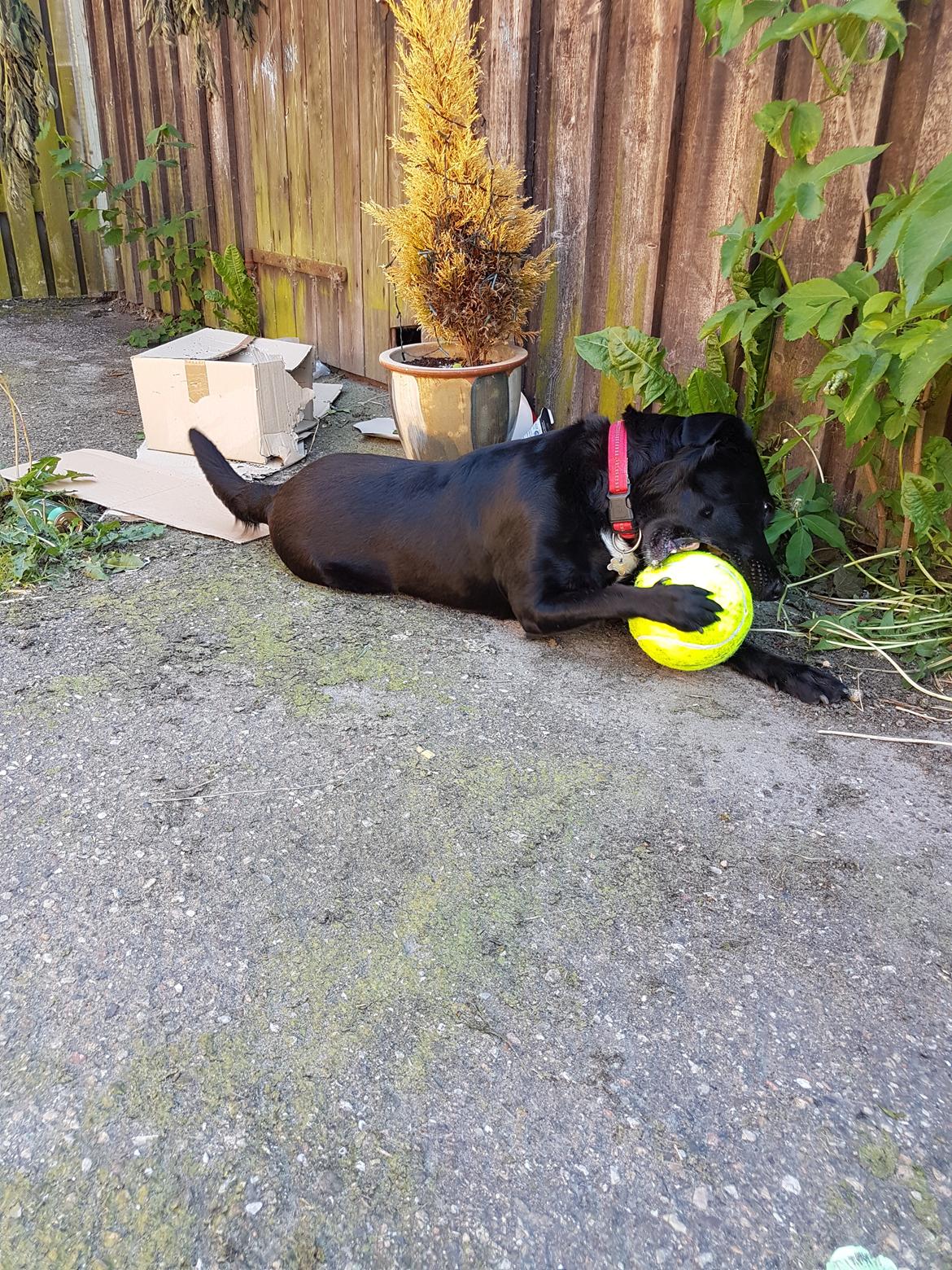 Blanding af racer Malou billede 10