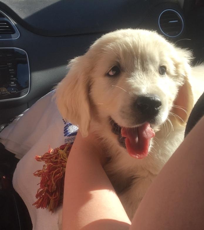 Golden retriever Fabray Globalizer (Delta) billede 7