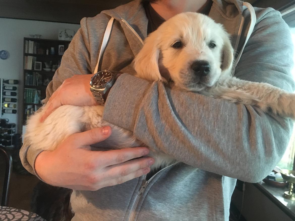 Golden retriever Fabray Globalizer (Delta) - Hænger ud på armen efter en hård dag billede 8