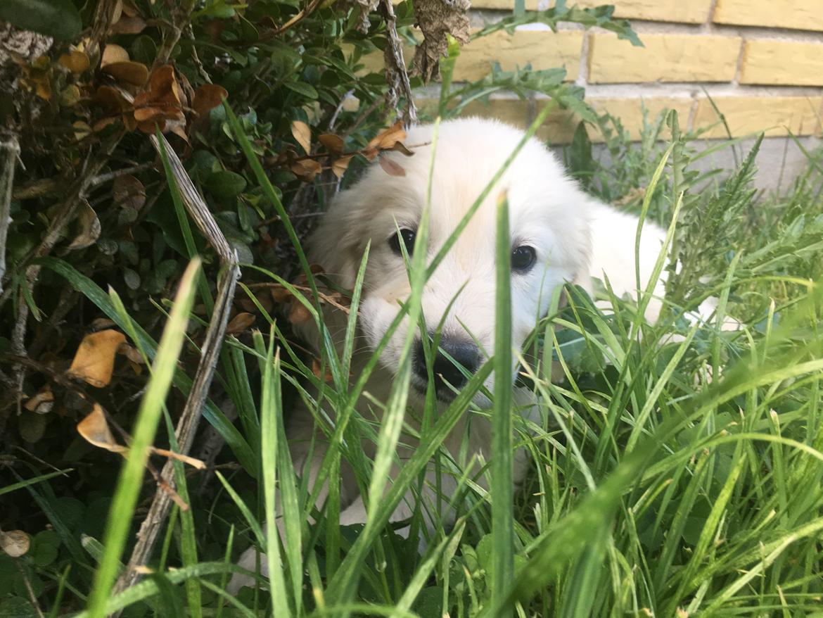 Golden retriever Fabray Globalizer (Delta) billede 5