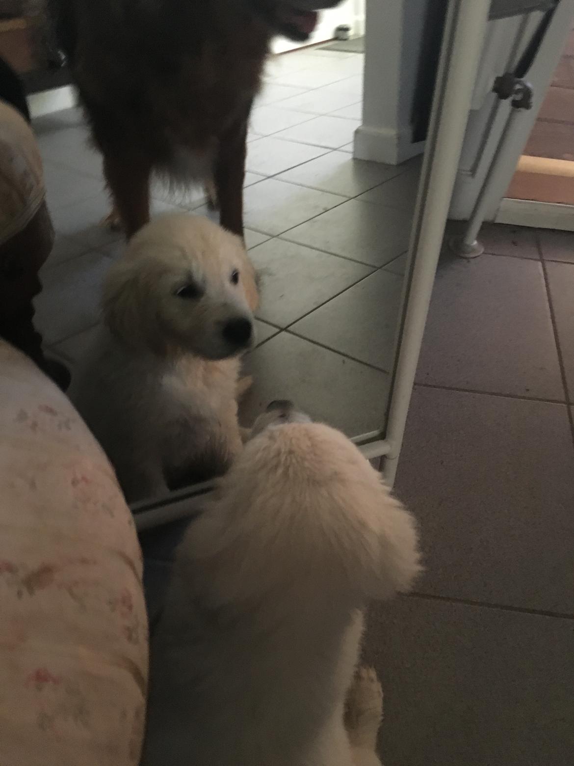 Golden retriever Fabray Globalizer (Delta) billede 9