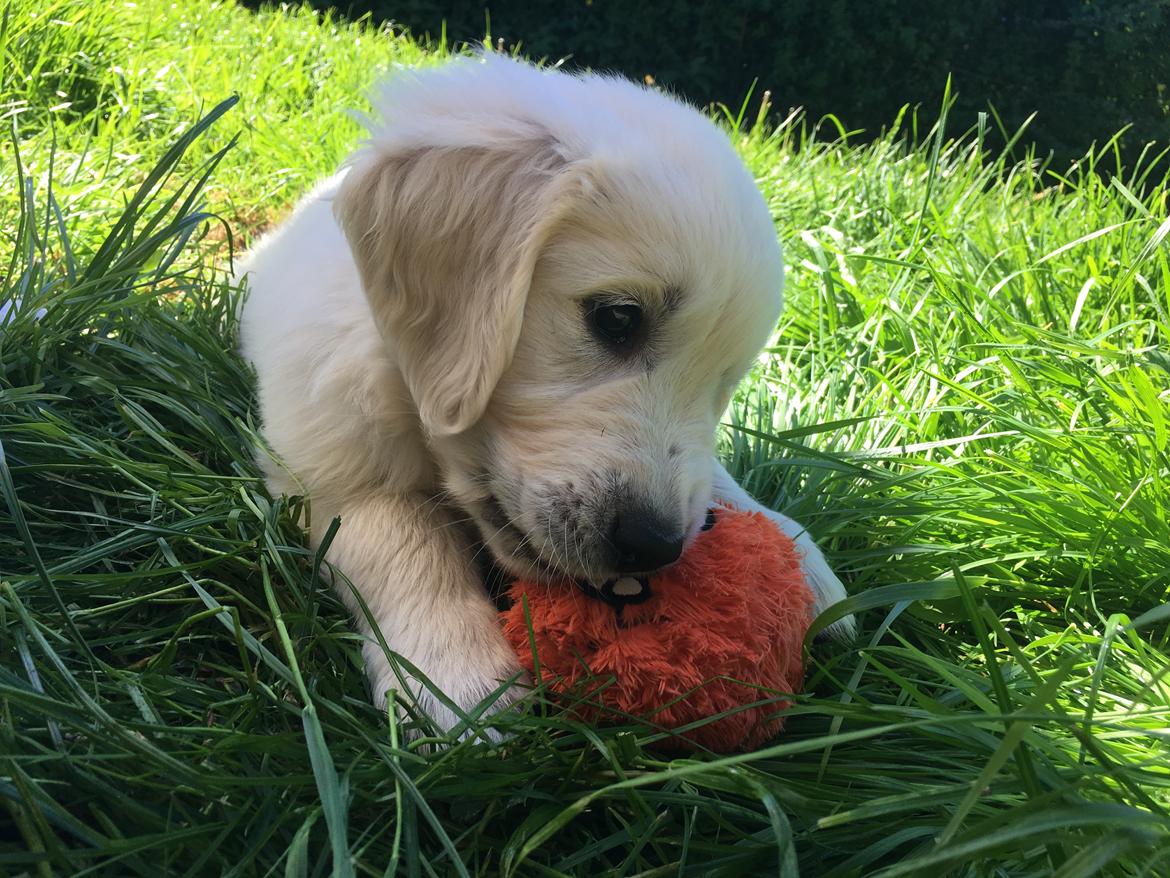 Golden retriever Fabray Globalizer (Delta) billede 4