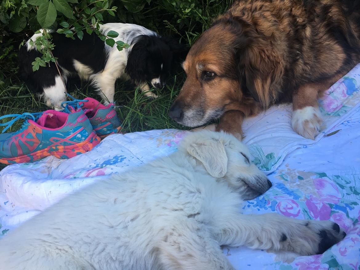 Golden retriever Fabray Globalizer (Delta) - Det er virkelig hårdt at være hvalp, så er det godt at de to andre kan passe påmens man tager en lur billede 12