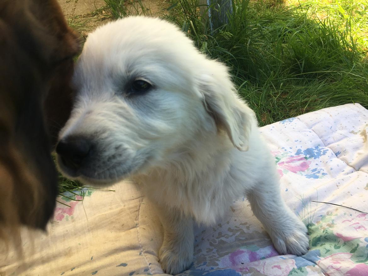 Golden retriever Fabray Globalizer (Delta) billede 11