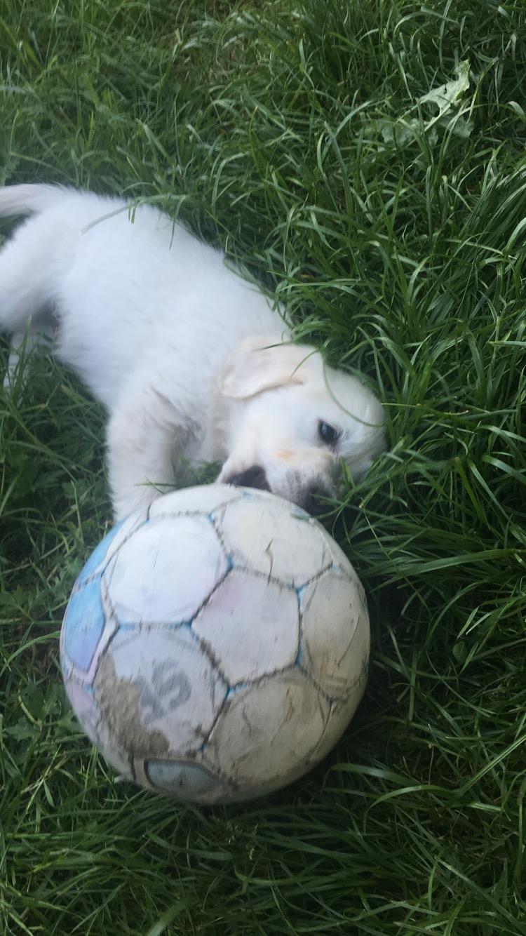 Golden retriever Fabray Globalizer (Delta) billede 13