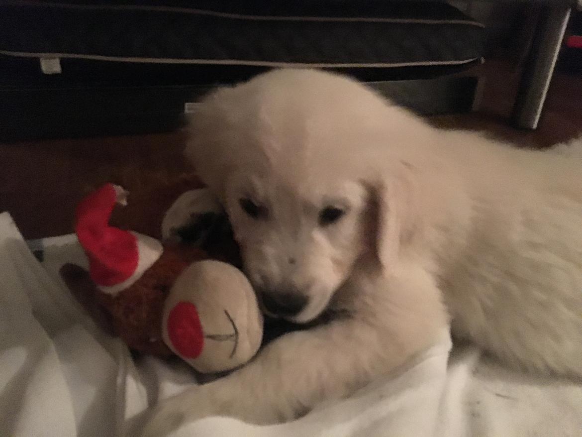 Golden retriever Fabray Globalizer (Delta) billede 15