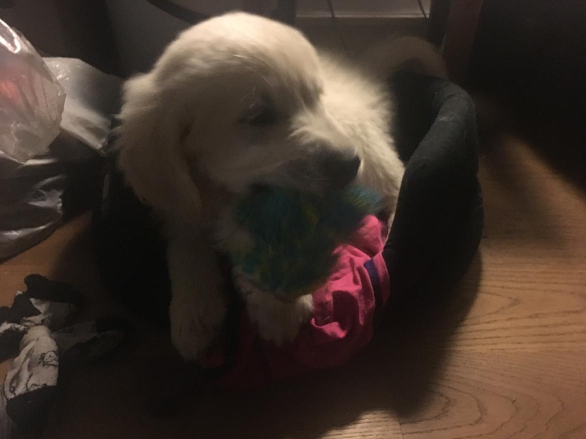 Golden retriever Fabray Globalizer (Delta) - Søsters kurv passer - næsten billede 16