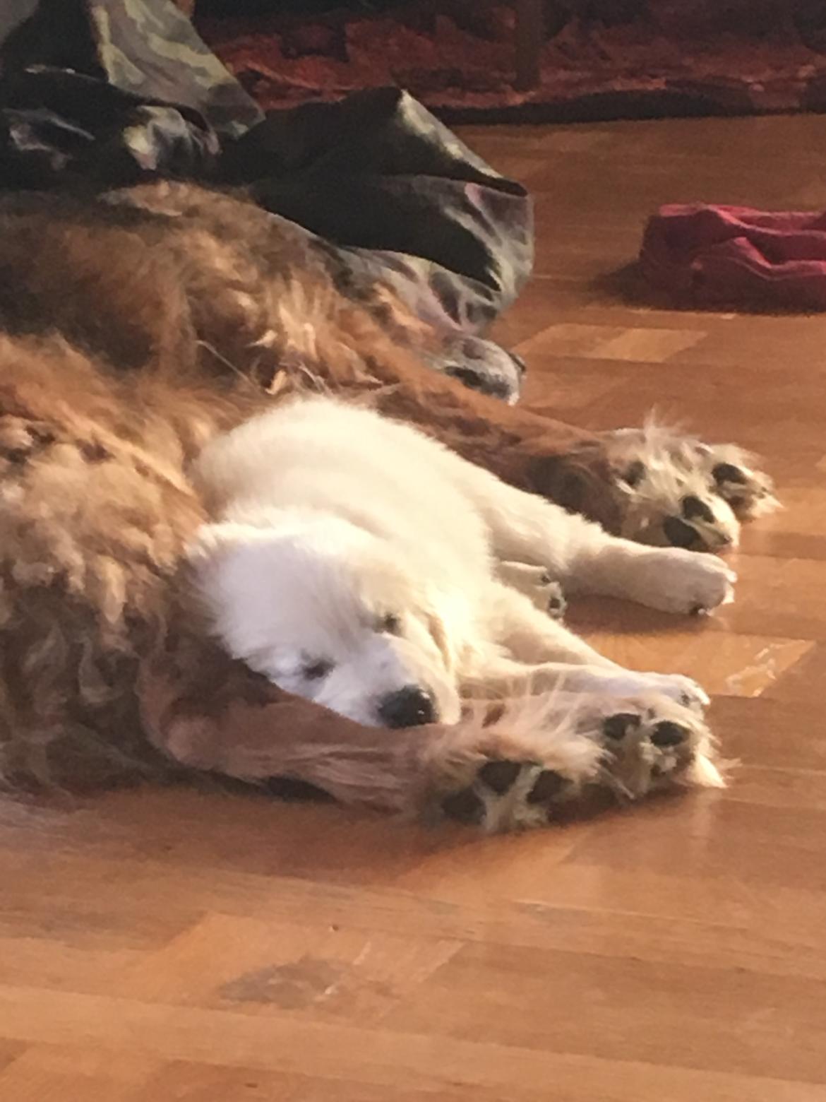 Golden retriever Fabray Globalizer (Delta) - Store bror er en god pude billede 17