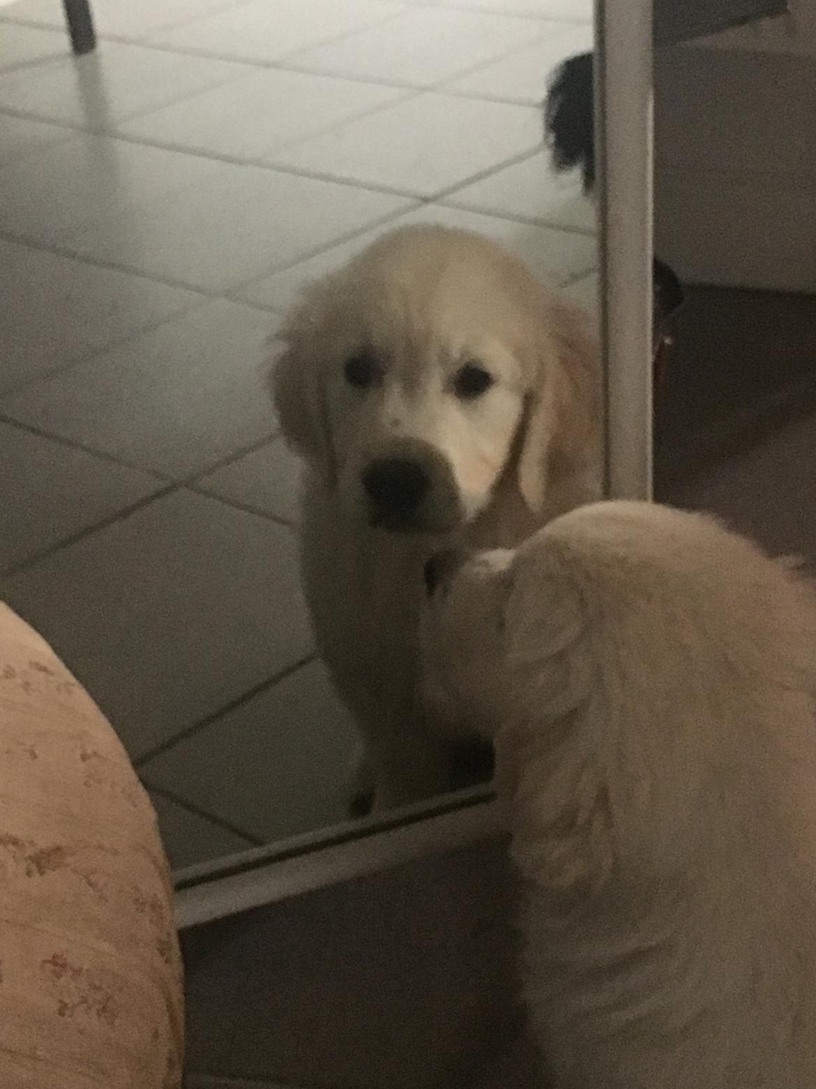 Golden retriever Fabray Globalizer (Delta) billede 18