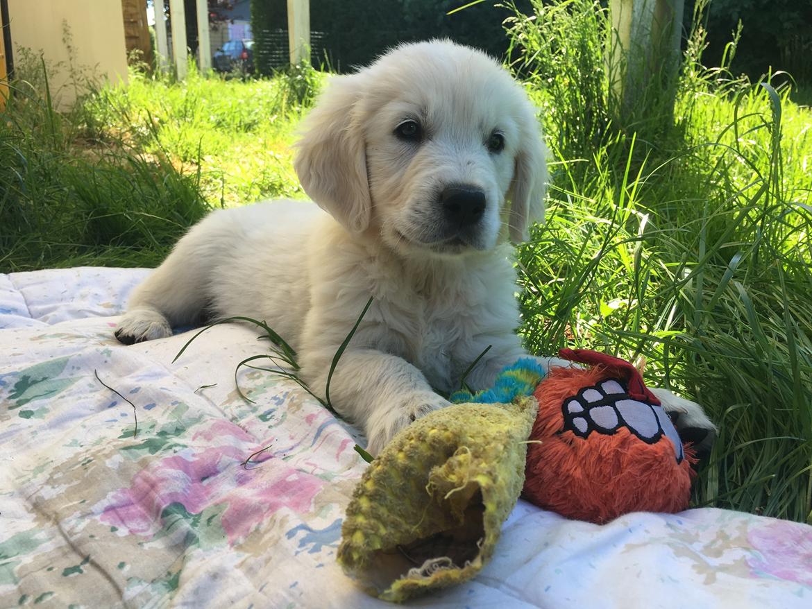 Golden retriever Fabray Globalizer (Delta) - Ude og lege i haven den første dag billede 1