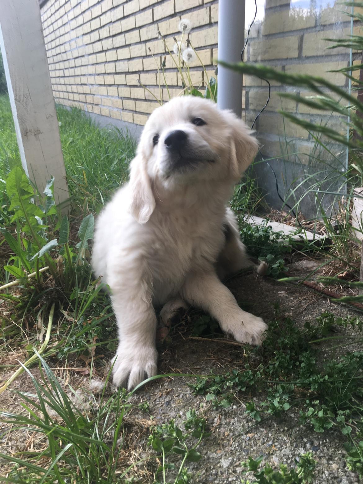 Golden retriever Fabray Globalizer (Delta) billede 2