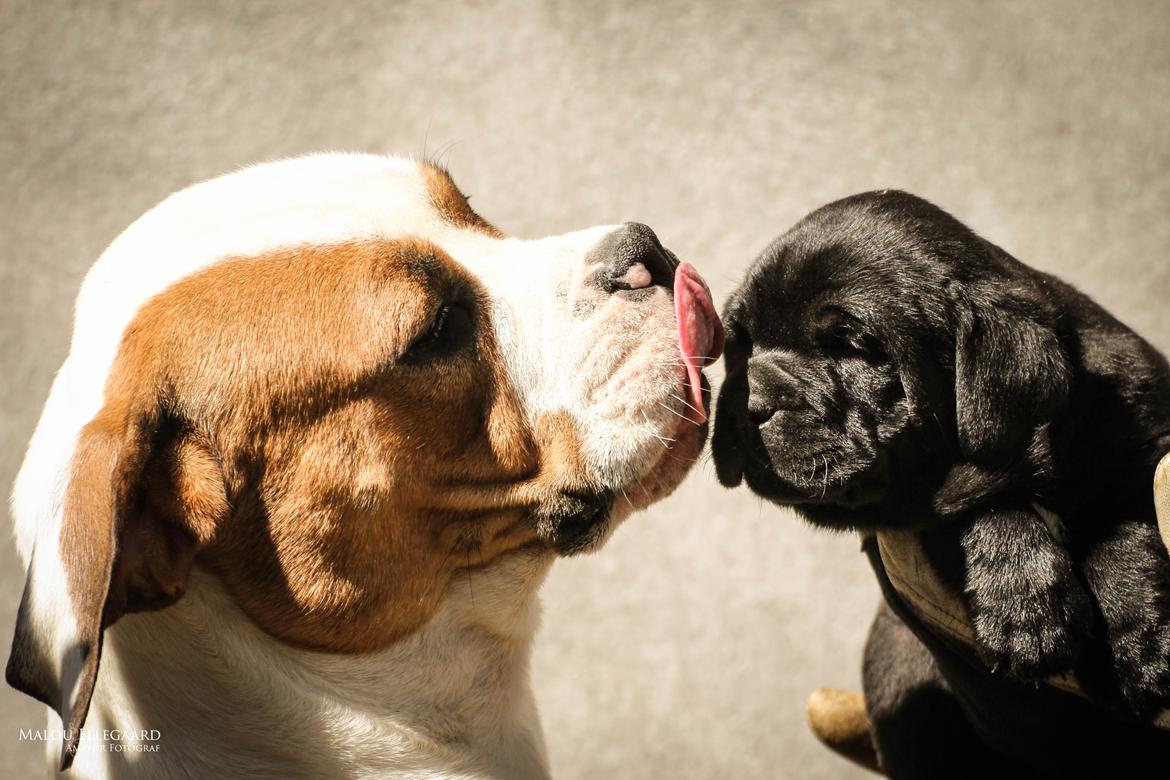 Blanding af racer Gaston *Himmelhund* - Gaston (5 uger) og hans mor billede 8