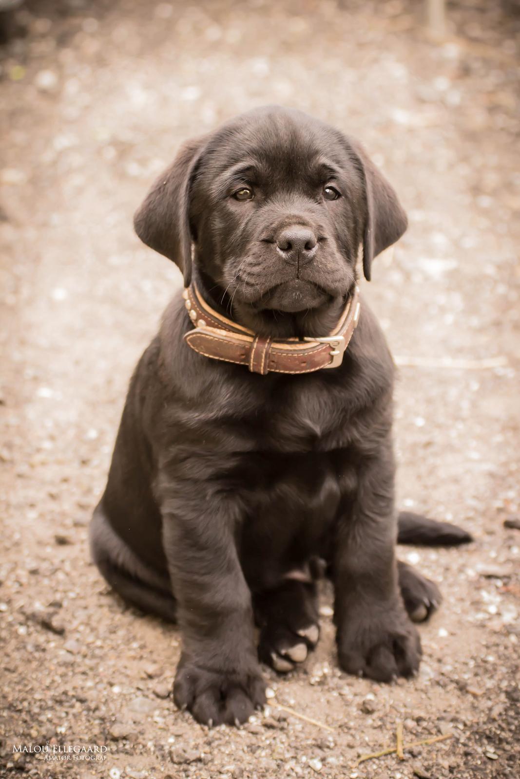 Blanding af racer Gaston *Himmelhund* - 8 uger gammel billede 6