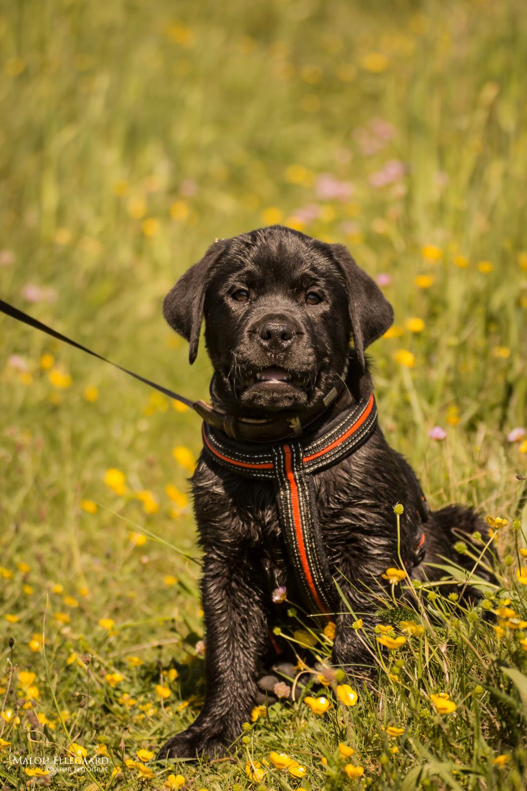 Blanding af racer Gaston *Himmelhund* - 9 uger gammel billede 2