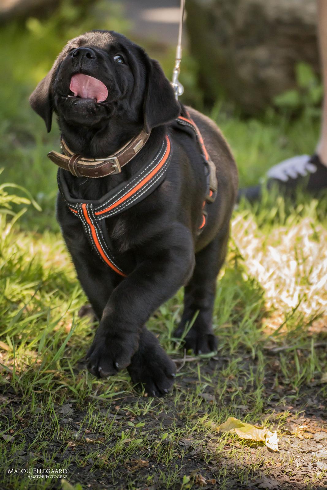 Blanding af racer Gaston *Himmelhund* billede 3