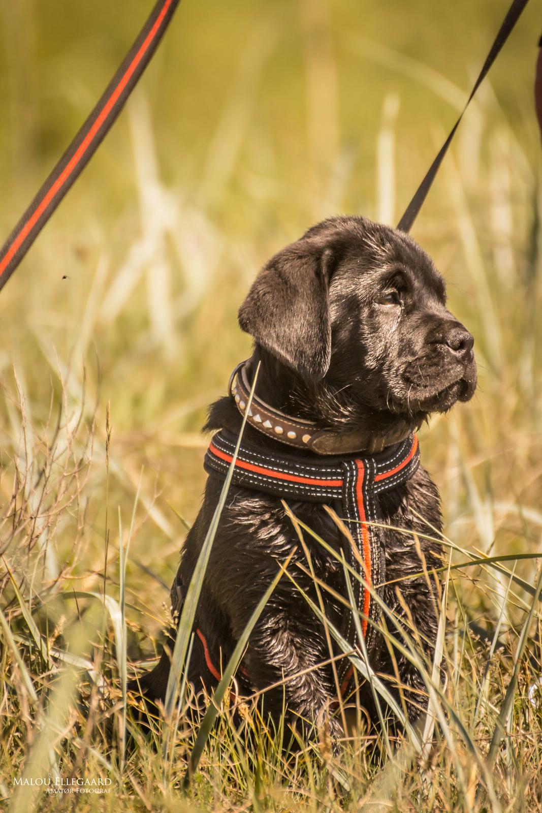 Blanding af racer Gaston *Himmelhund* billede 4