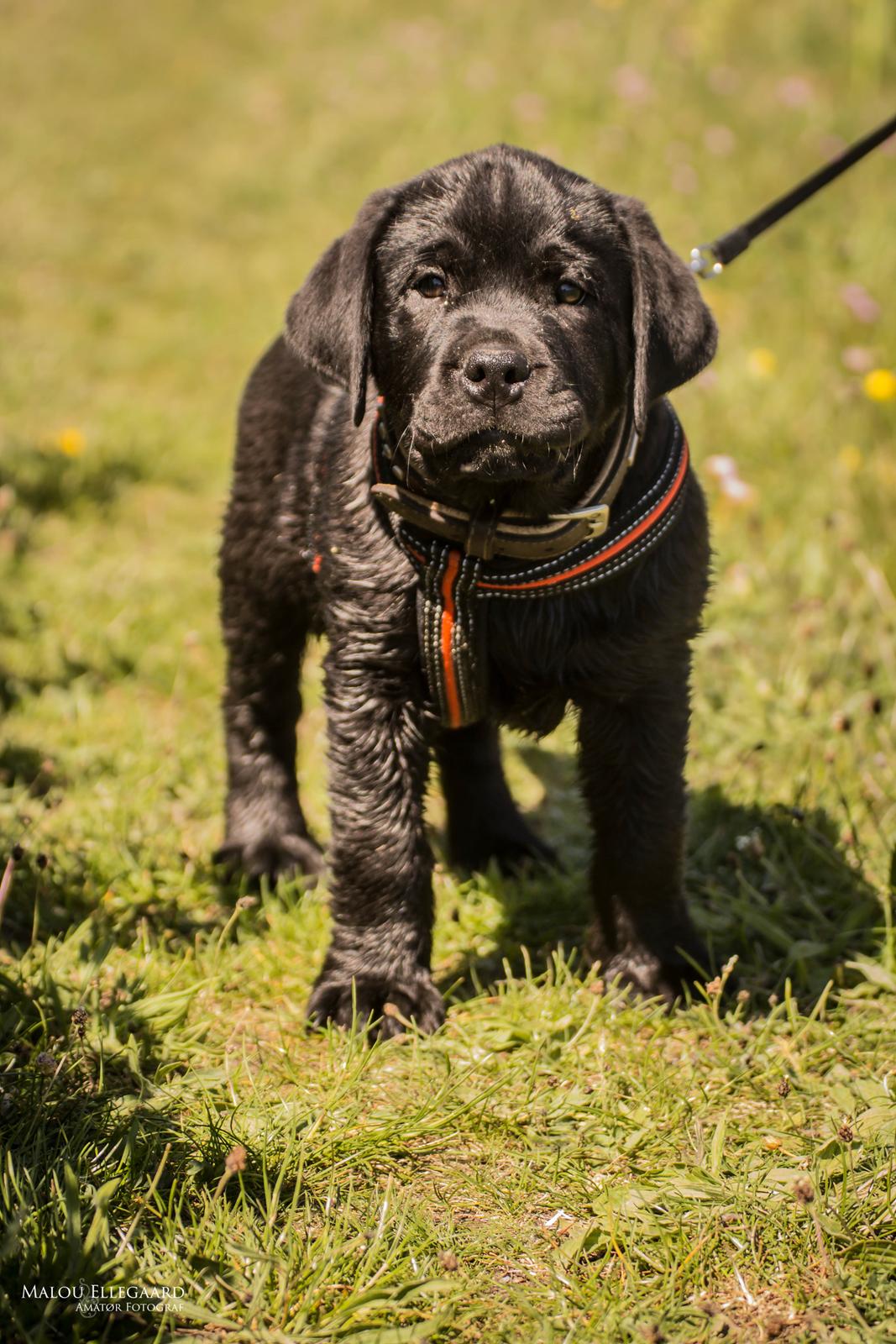 Blanding af racer Gaston *Himmelhund* billede 5