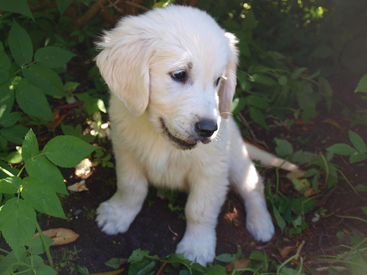 Golden retriever Fabray Globalizer (Delta) billede 6