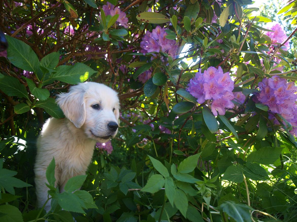 Golden retriever Fabray Globalizer (Delta) - Klar til at indtage verden (aka haven) billede 10