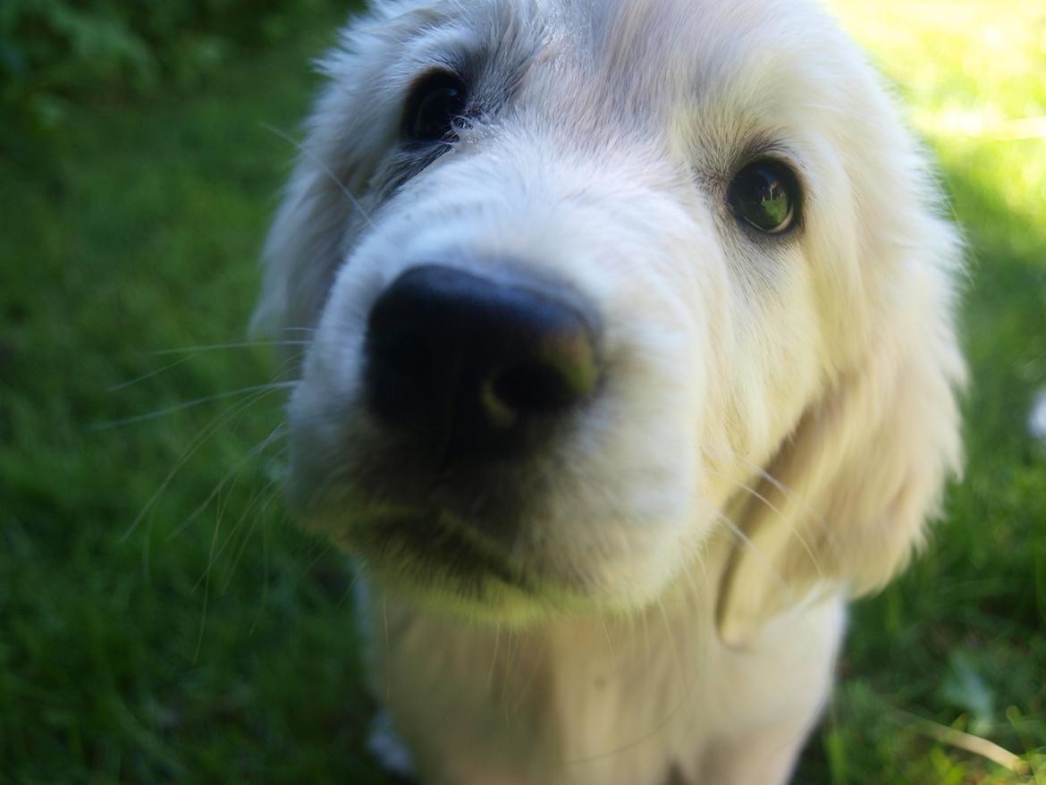 Golden retriever Fabray Globalizer (Delta) - Kameraet er lidt for spændende til at stå stille billede 3