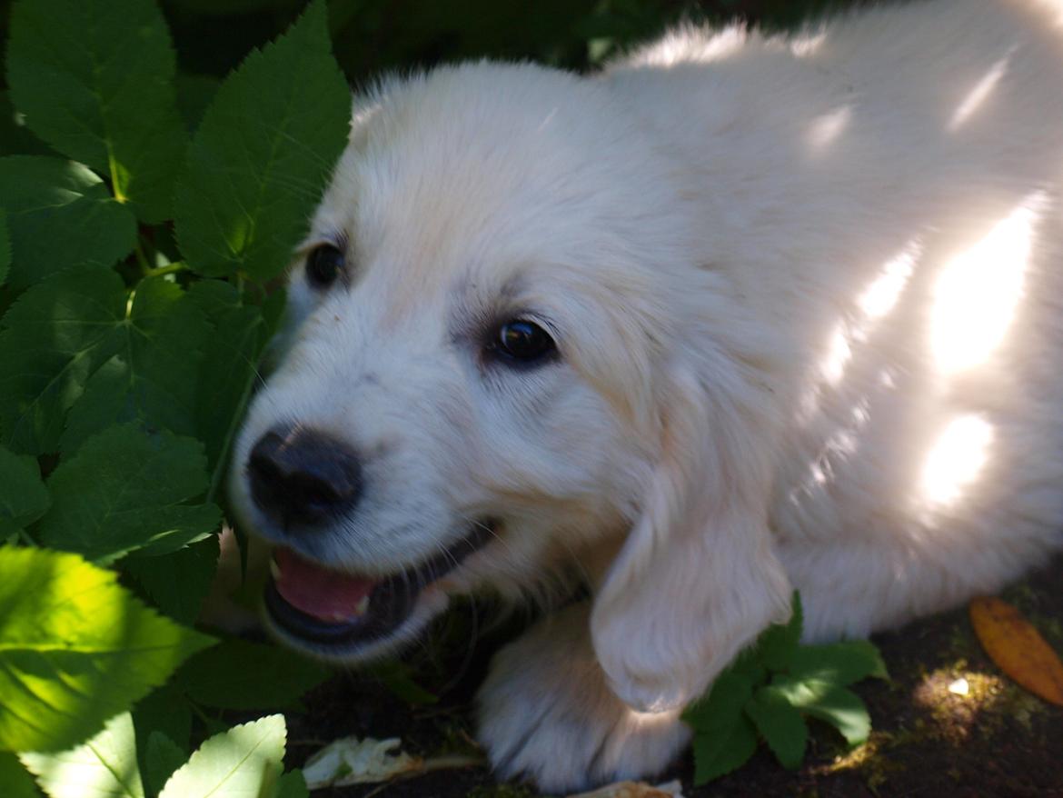 Golden retriever Fabray Globalizer (Delta) billede 20