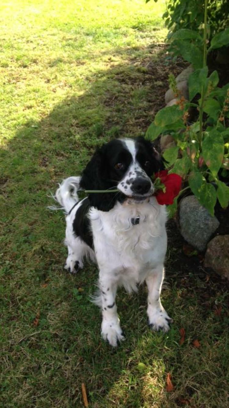 Cocker spaniel Kenzo billede 6