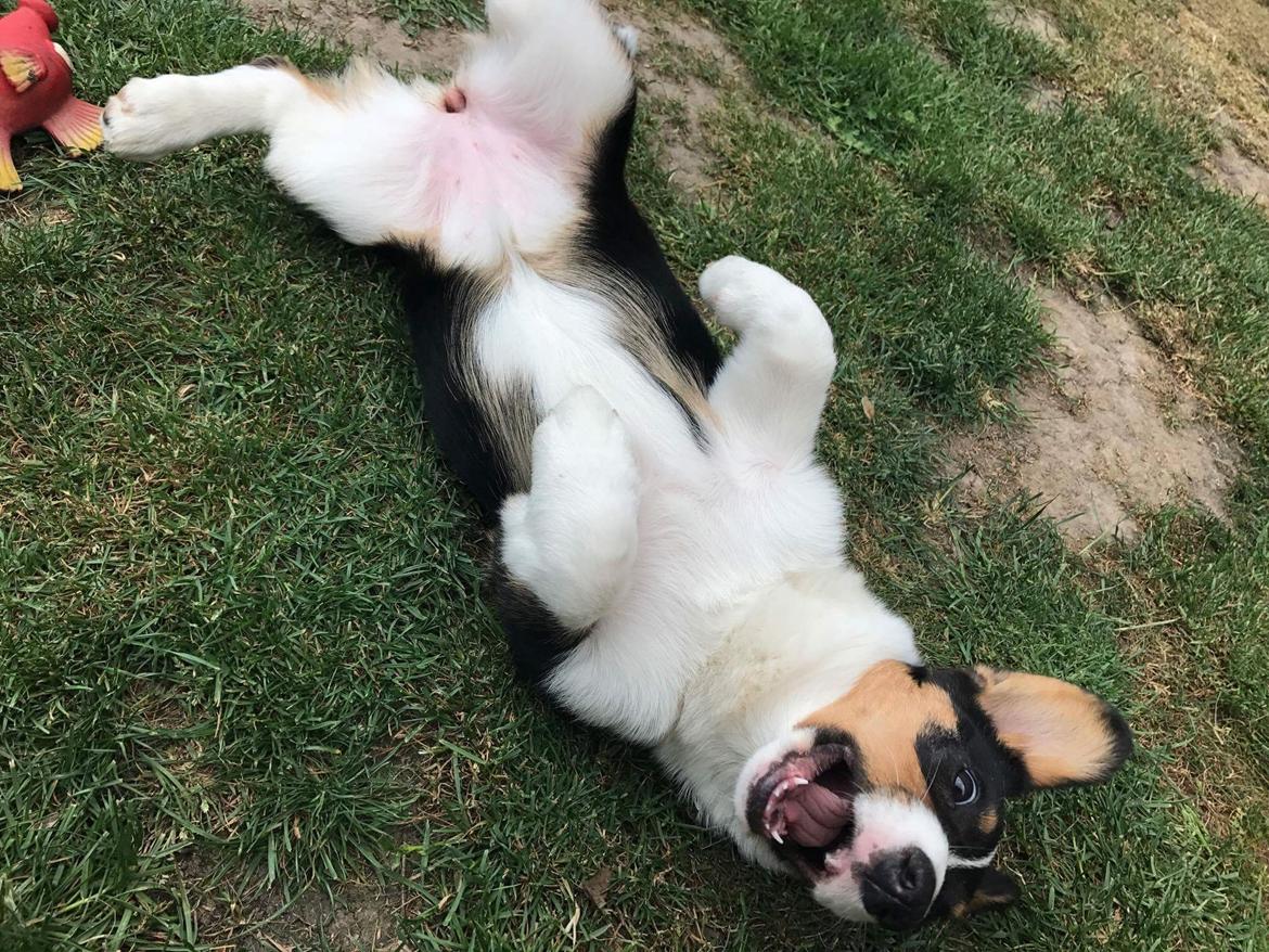 Welsh corgi cardigan Rubi (Rasseman's Rubi Rose) billede 2