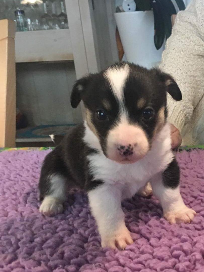 Welsh corgi cardigan Rubi (Rasseman's Rubi Rose) billede 3