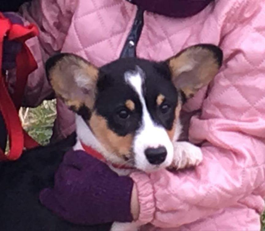 Welsh corgi cardigan Rubi (Rasseman's Rubi Rose) billede 4