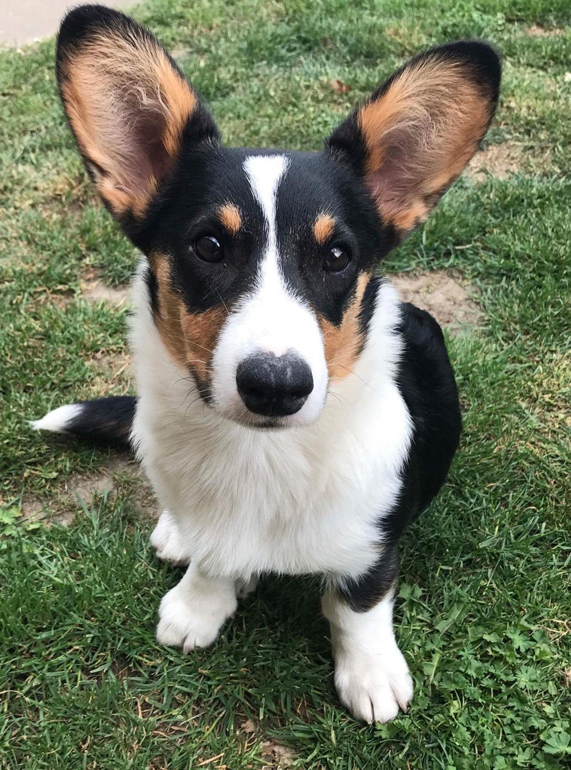 Welsh corgi cardigan Rubi (Rasseman's Rubi Rose) billede 1