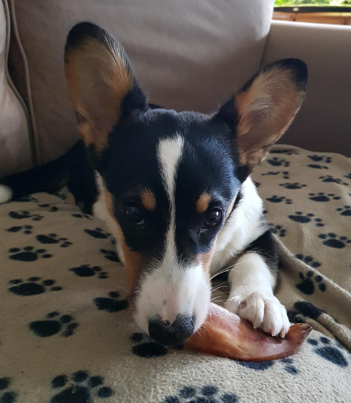 Welsh corgi cardigan Rubi (Rasseman's Rubi Rose) billede 6