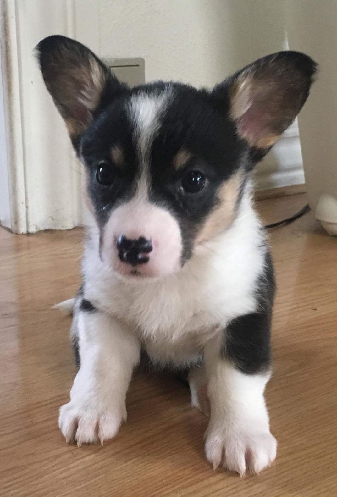 Welsh corgi cardigan Rubi (Rasseman's Rubi Rose) billede 7