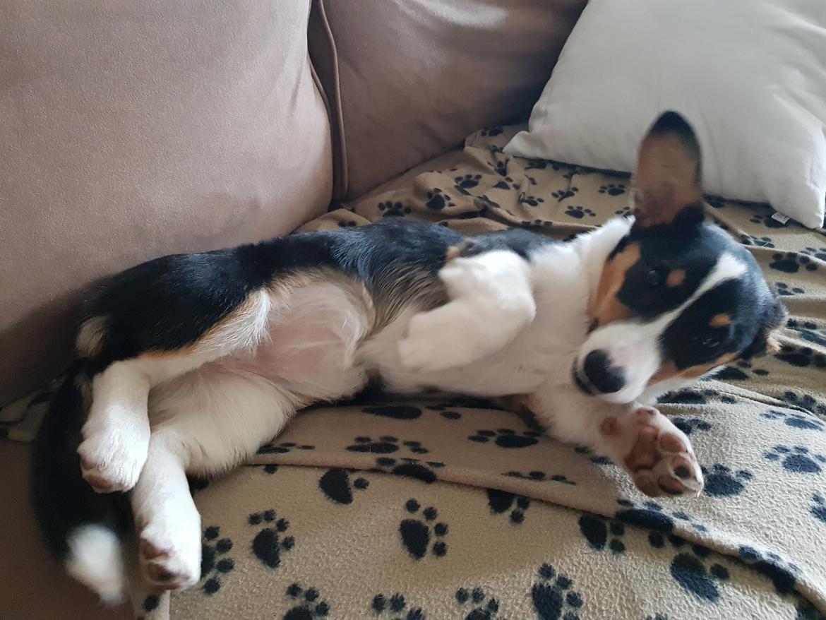 Welsh corgi cardigan Rubi (Rasseman's Rubi Rose) billede 8