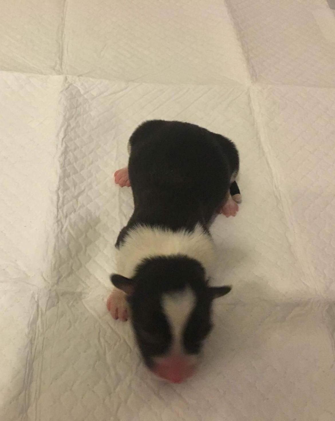 Welsh corgi cardigan Rubi (Rasseman's Rubi Rose) billede 5